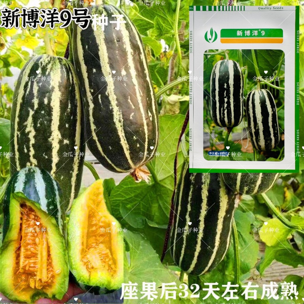 博洋X9甜瓜种子薄皮香瓜种籽花皮绿肉橘红瓤甜瓜早熟脆甜瓜籽包邮