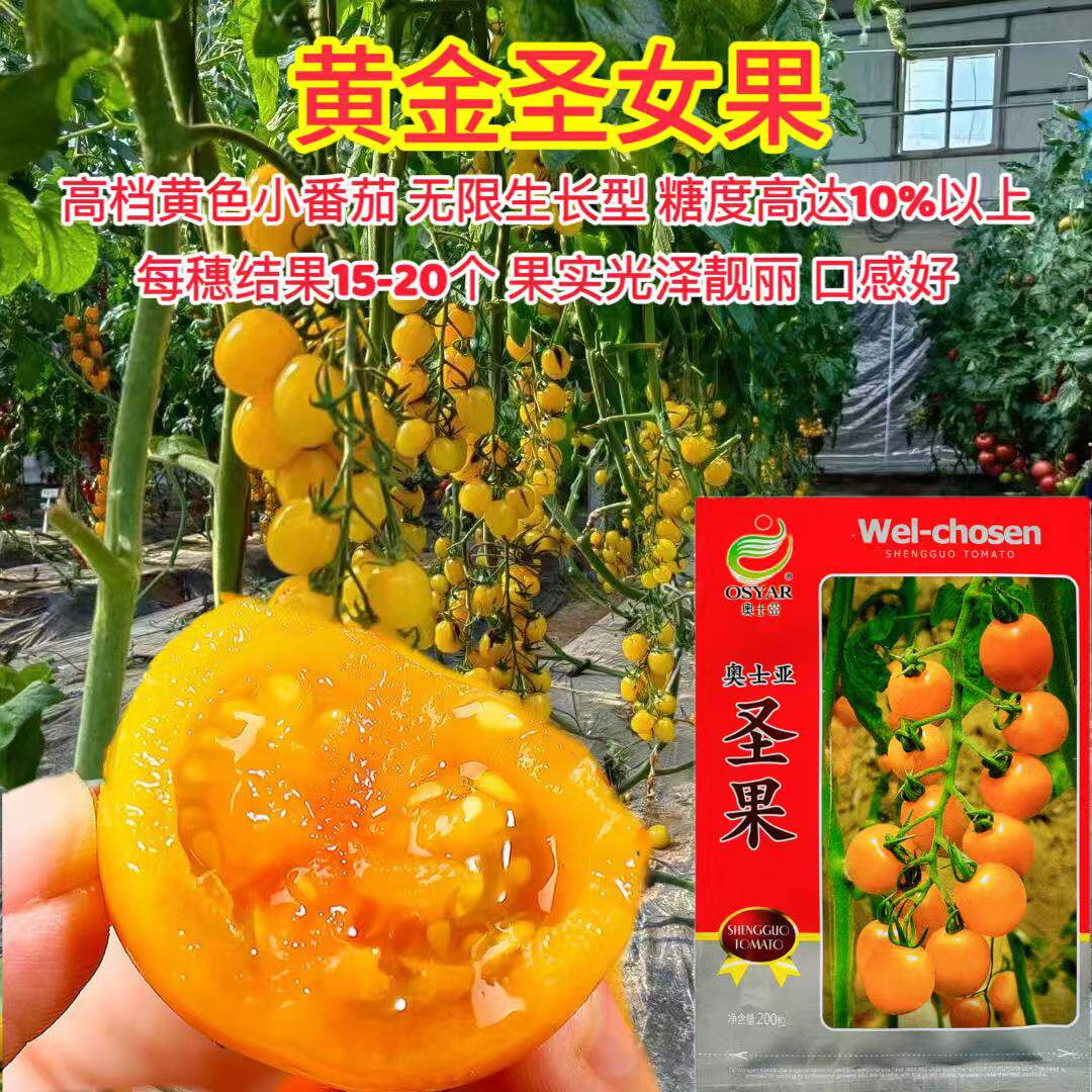 奥士亚圣果高档黄色小番茄种子光泽亮丽糖度高圣女果樱桃番茄种子