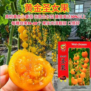 奥士亚圣果高档黄色小番茄种子光泽亮丽糖度高圣女果樱桃番茄种子