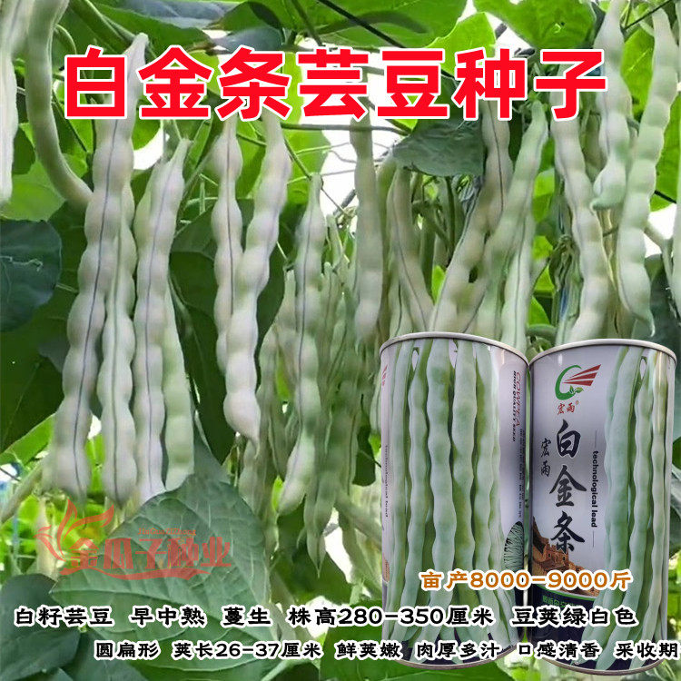 宏雨白金条架豆种子高产四季豆种籽豆荚绿白色圆扁形芸豆种子籽种