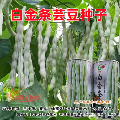 白金条芸豆高产耐热肉厚脆嫩耐老