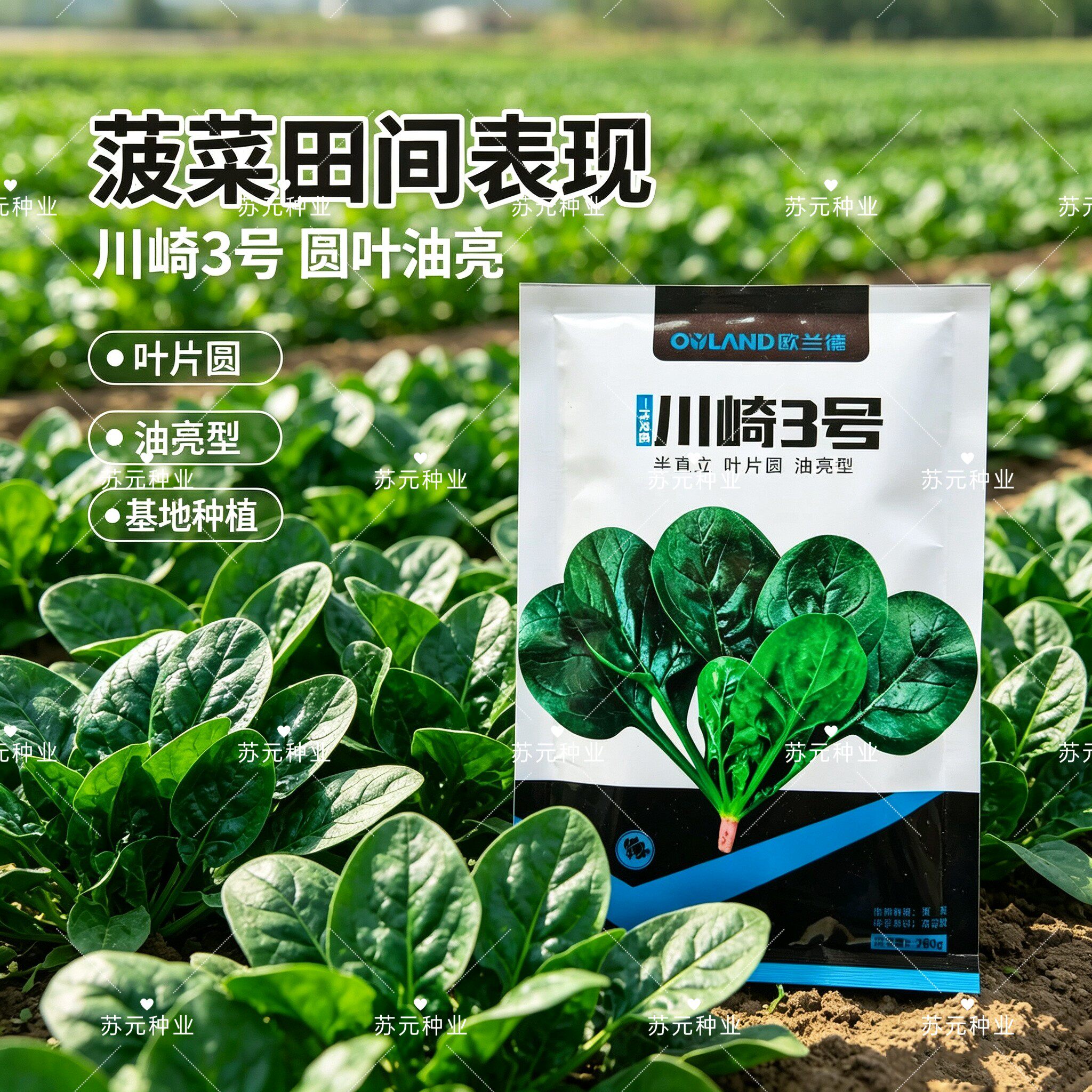 川崎3号趴地菠菜种子耐寒秋冬杂交油亮菠菜种子半直立菠菜种籽