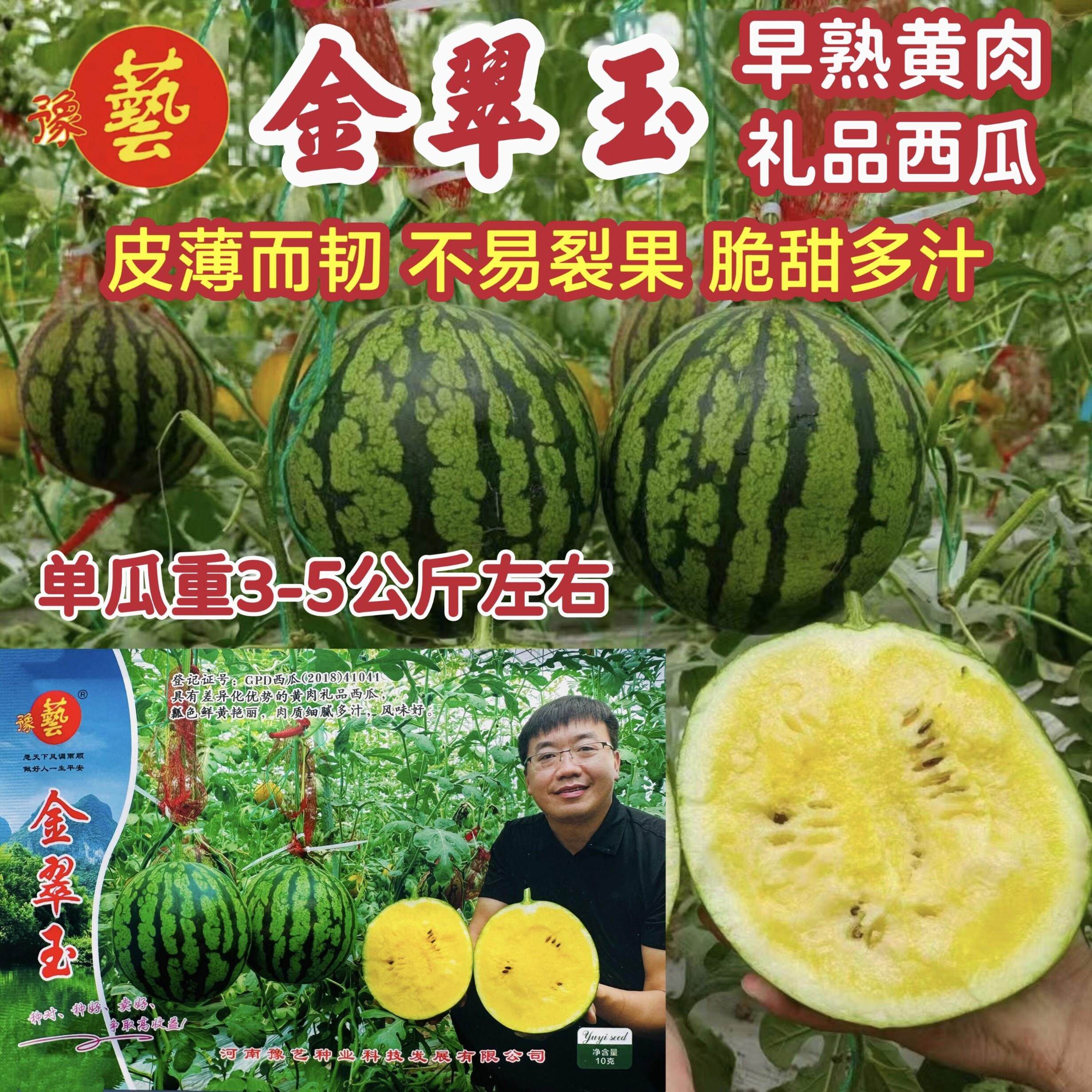 金翠玉西瓜种子黄肉京欣奶油黄肉礼品西瓜采摘园基地品种好吃