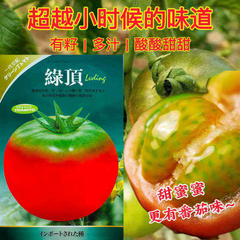 绿顶铁皮粉果番茄早熟耐寒不早衰无限生长铁皮柿子绿果肩耐贮运