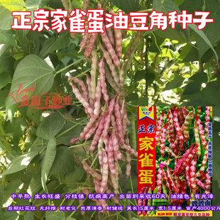正宗家雀蛋豆角种子早熟鼓豆嘎嘎面油豆角种子小红鱼豆角种子高产