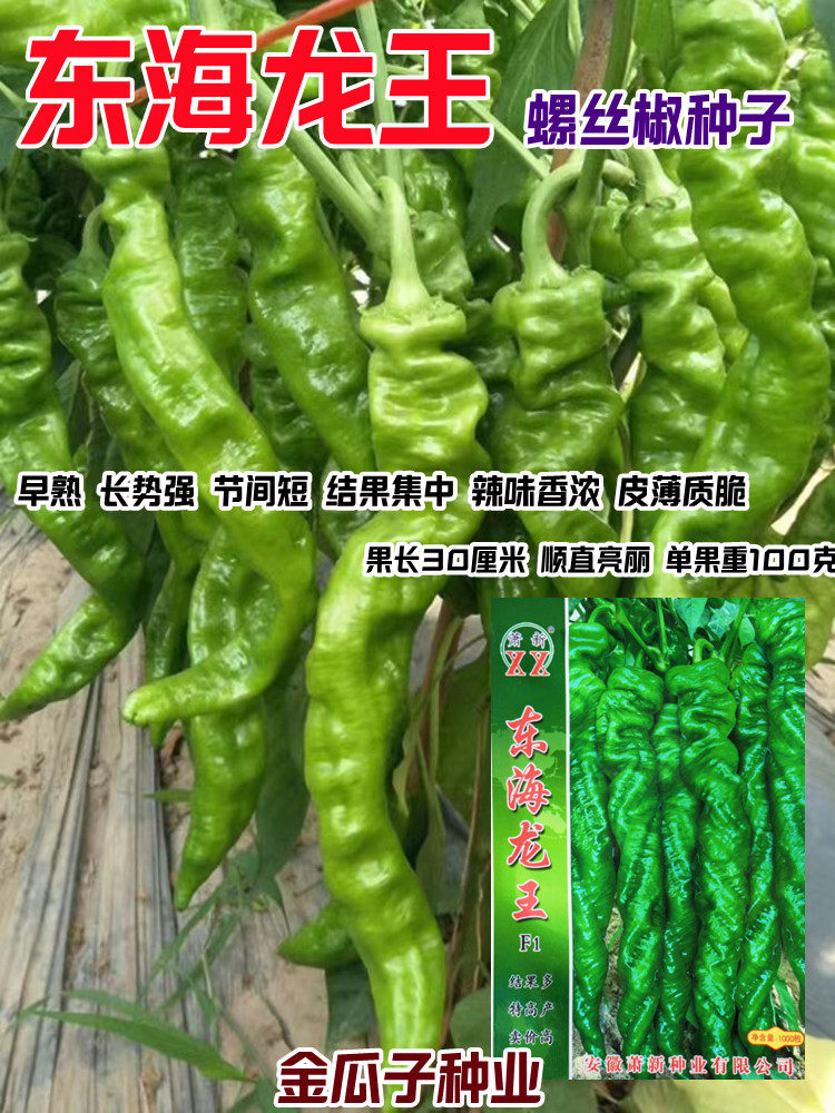东海龙王螺丝椒种子薄皮质脆早熟大果陇椒籽高产香辣青椒辣椒种籽