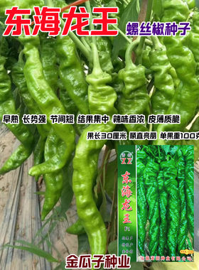 东海龙王螺丝椒种子薄皮质脆早熟大果陇椒籽高产香辣青椒辣椒种籽