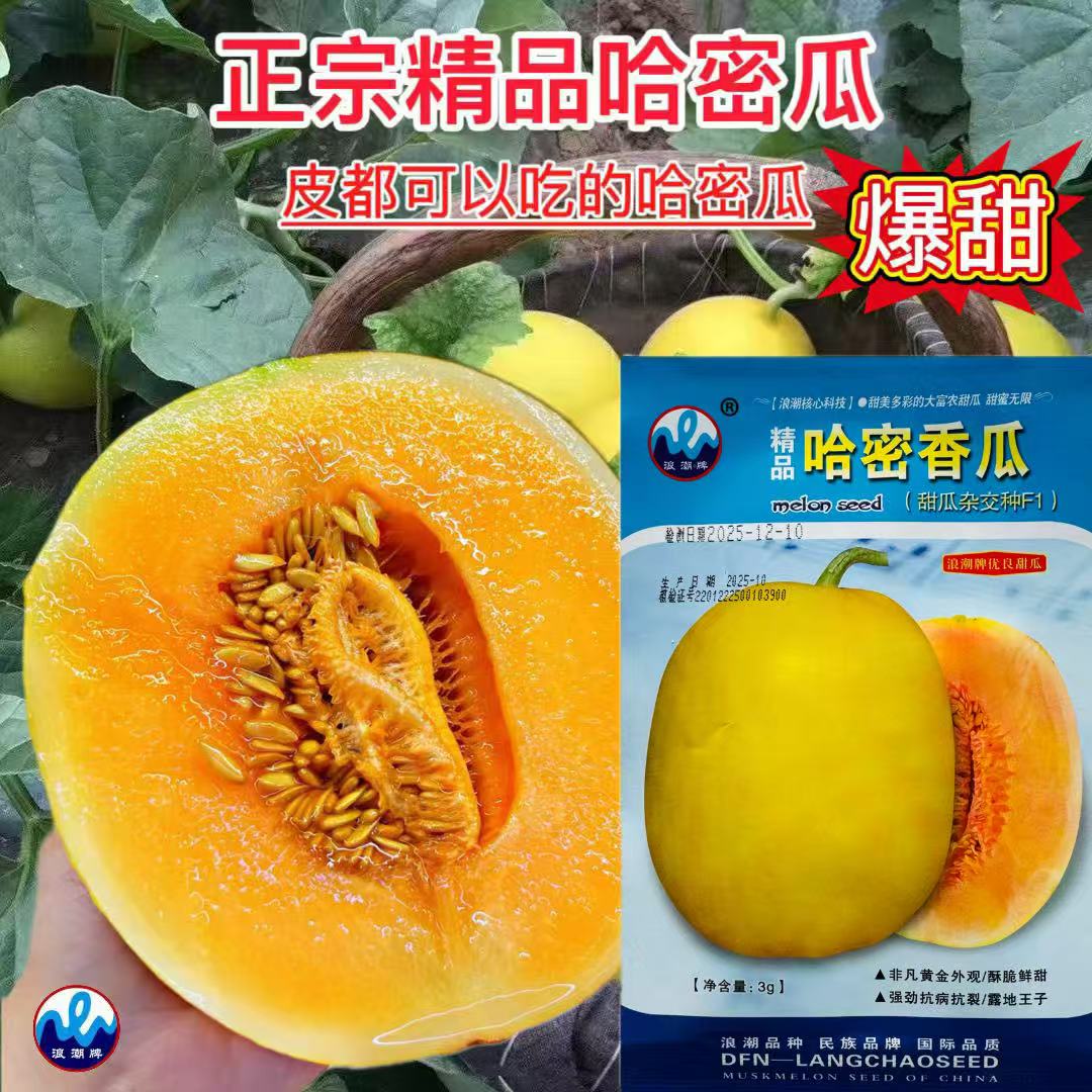 精品哈蜜香瓜种籽甜瓜种子中早熟高产抗病抗裂香瓜种籽孑