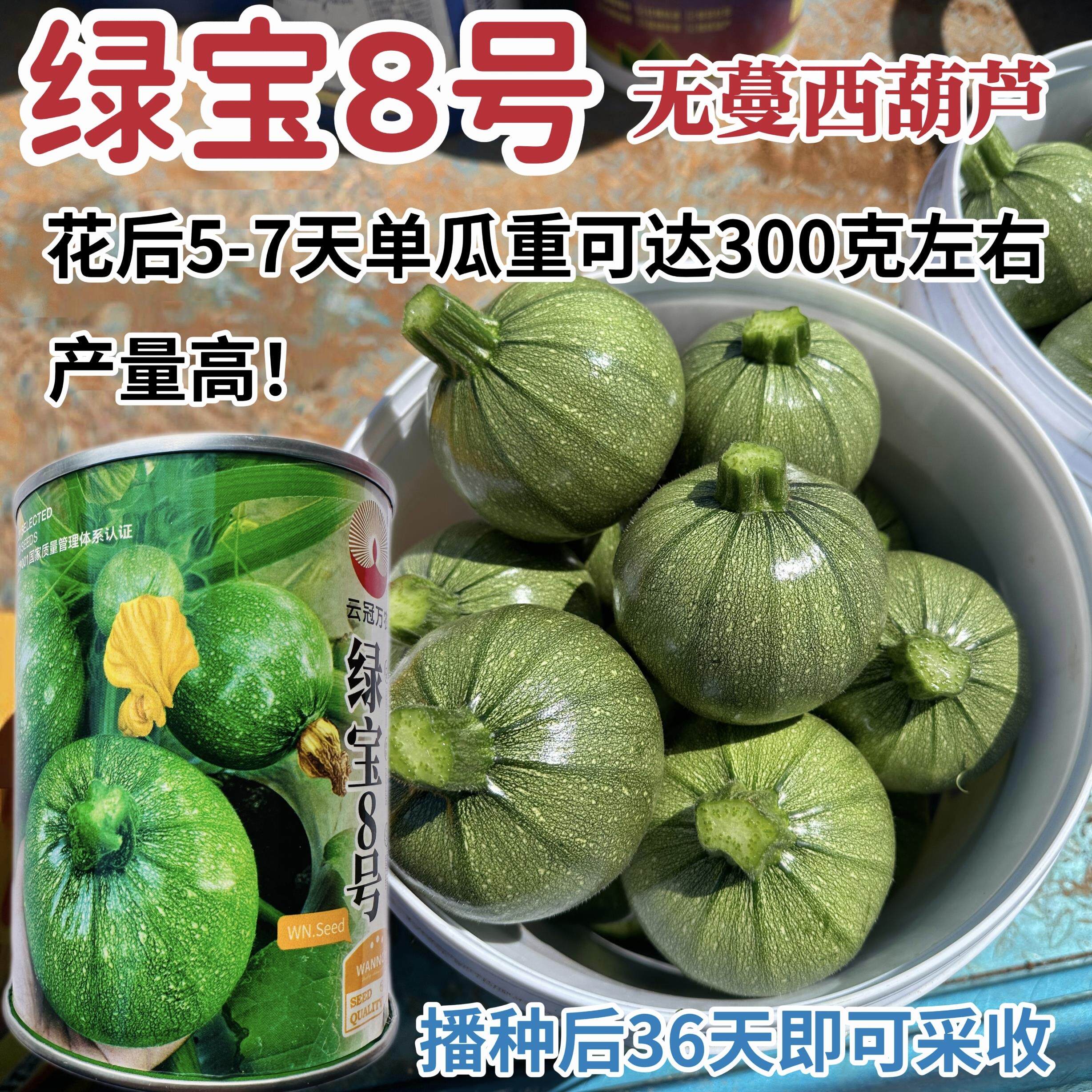 绿宝8号西葫芦种子圆宝小瓜种子早熟高产油亮圆球形西葫芦种籽
