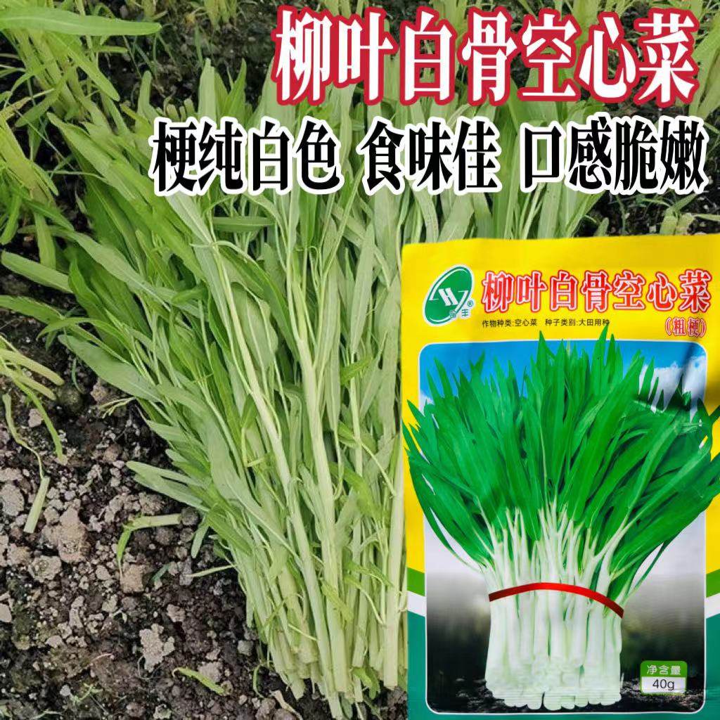 柳叶白骨空心菜种子粗梗型白梗白杆空心菜耐热春夏秋蕹菜蔬菜种子