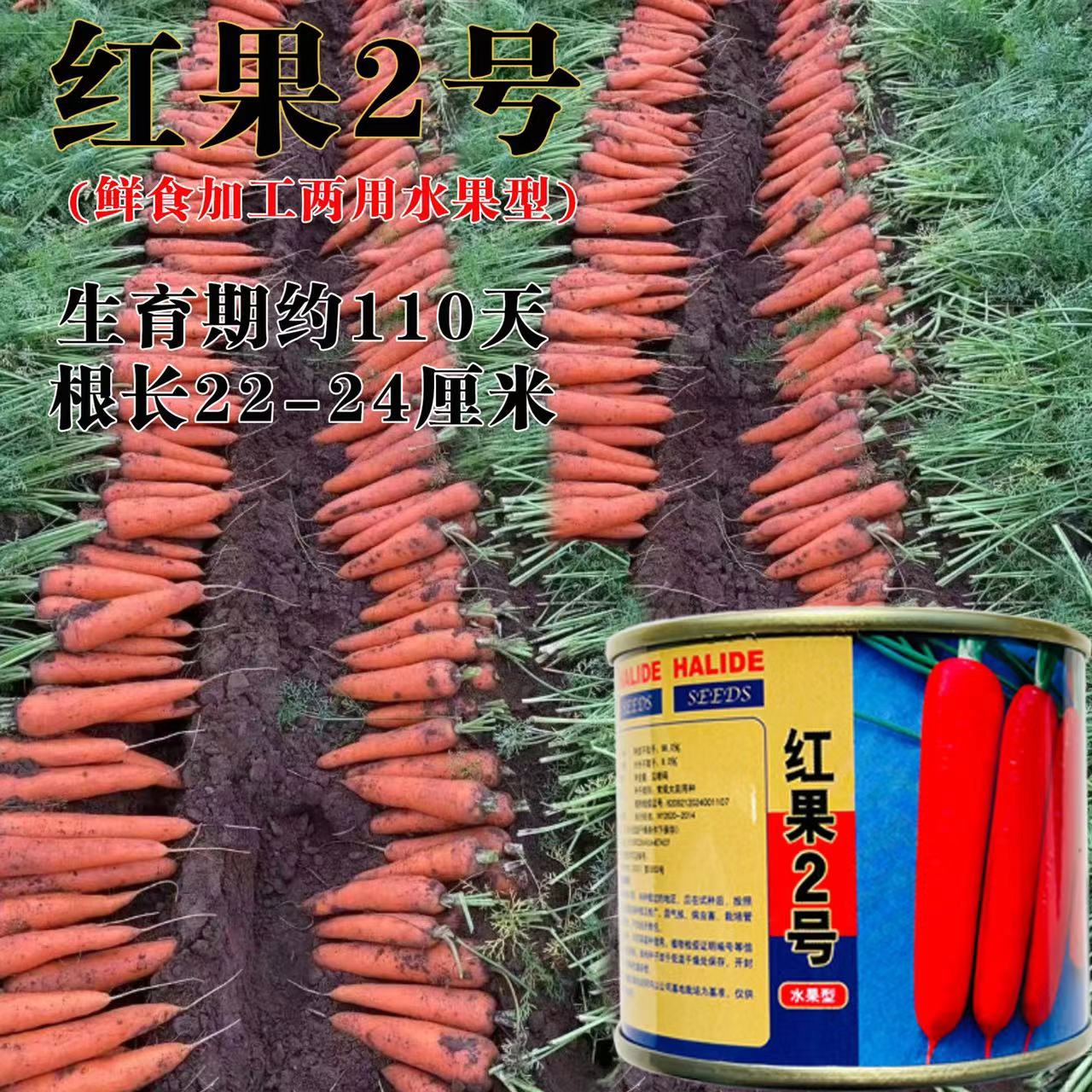 红果二号水果胡萝卜种子大红鲜食加工橙红圆柱型抗病耐贮蔬菜种籽