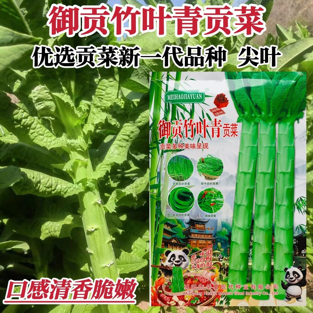 御贡竹叶贡菜种子爽脆耐寒耐热响菜山蛰菜四季正宗种粒蔬菜种籽