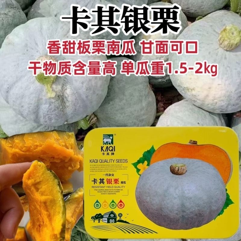 卡其银栗南瓜种子香甜贵族板栗南瓜种子高产灰皮南瓜种籽甘面可口
