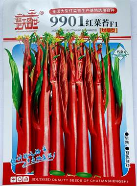 9901正宗武汉红菜苔种子洪山菜苔种子早熟秋冬高产耐寒抗病春秋播