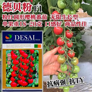 高品质德贝粉樱桃番茄种子抗ty抗病强粉红色小番茄种籽果穗长耐裂
