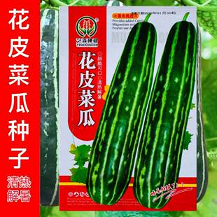 老品种花皮菜瓜种子花皮酥菜瓜籽黑皮酥瓜花皮菜瓜四季播蔬菜种子
