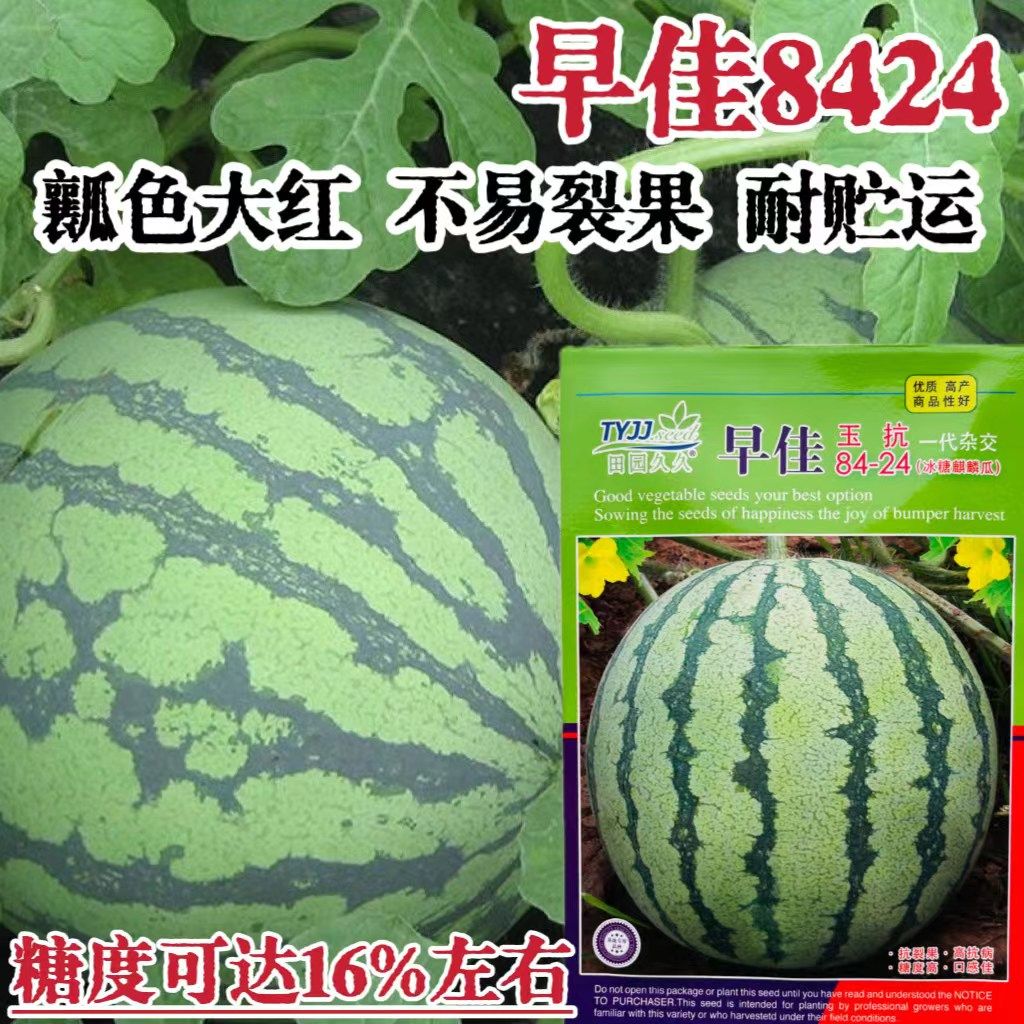 早佳8424西瓜种子薄皮麒麟瓜种子高产懒汉西瓜种子春季播西瓜种籽