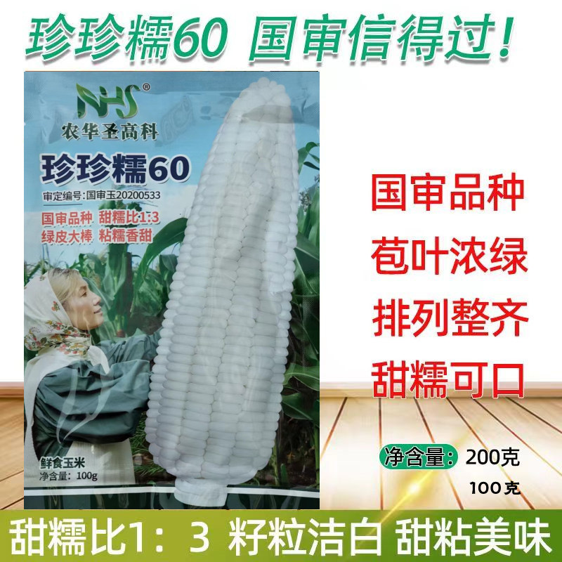 珍珍糯60玉米高产抗倒大棒甜糯