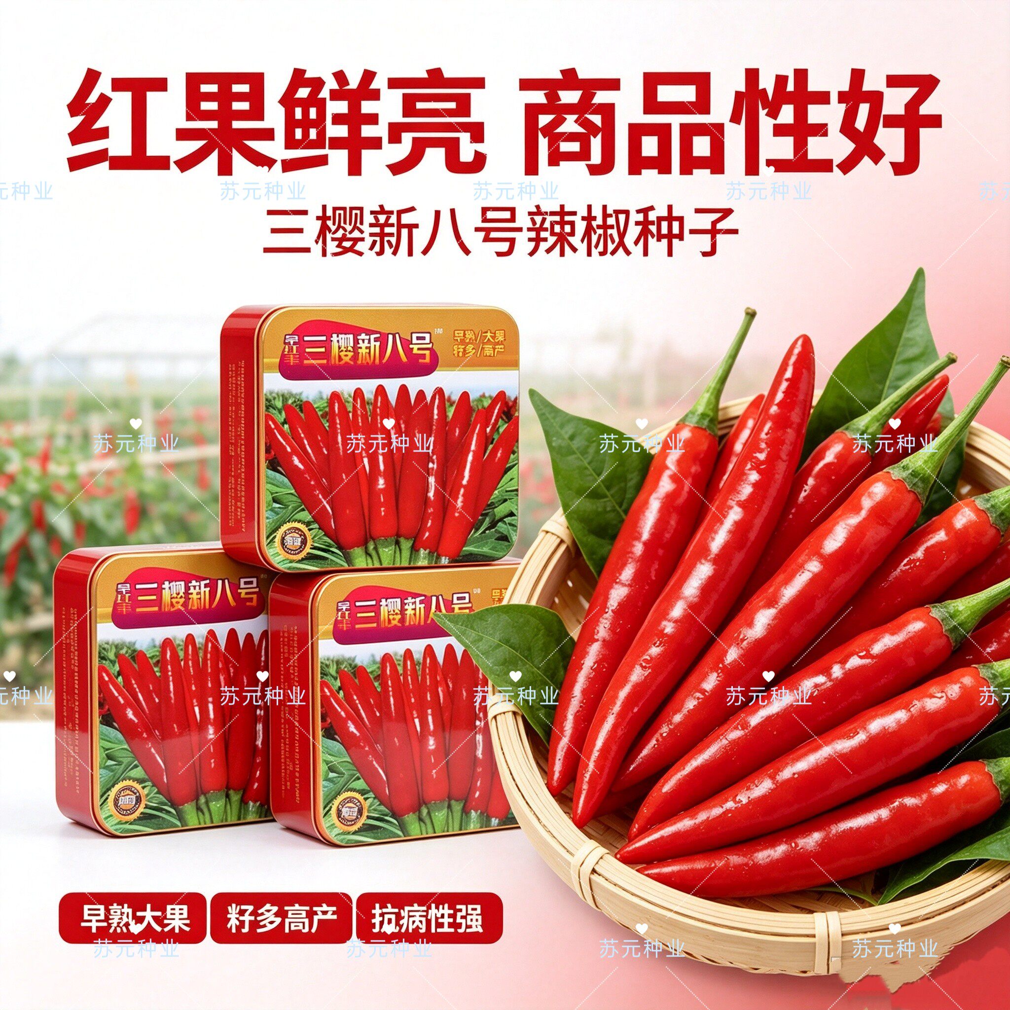 早红丰三樱新八号早熟大果簇生朝天椒种子干鲜两用籽多深红油亮