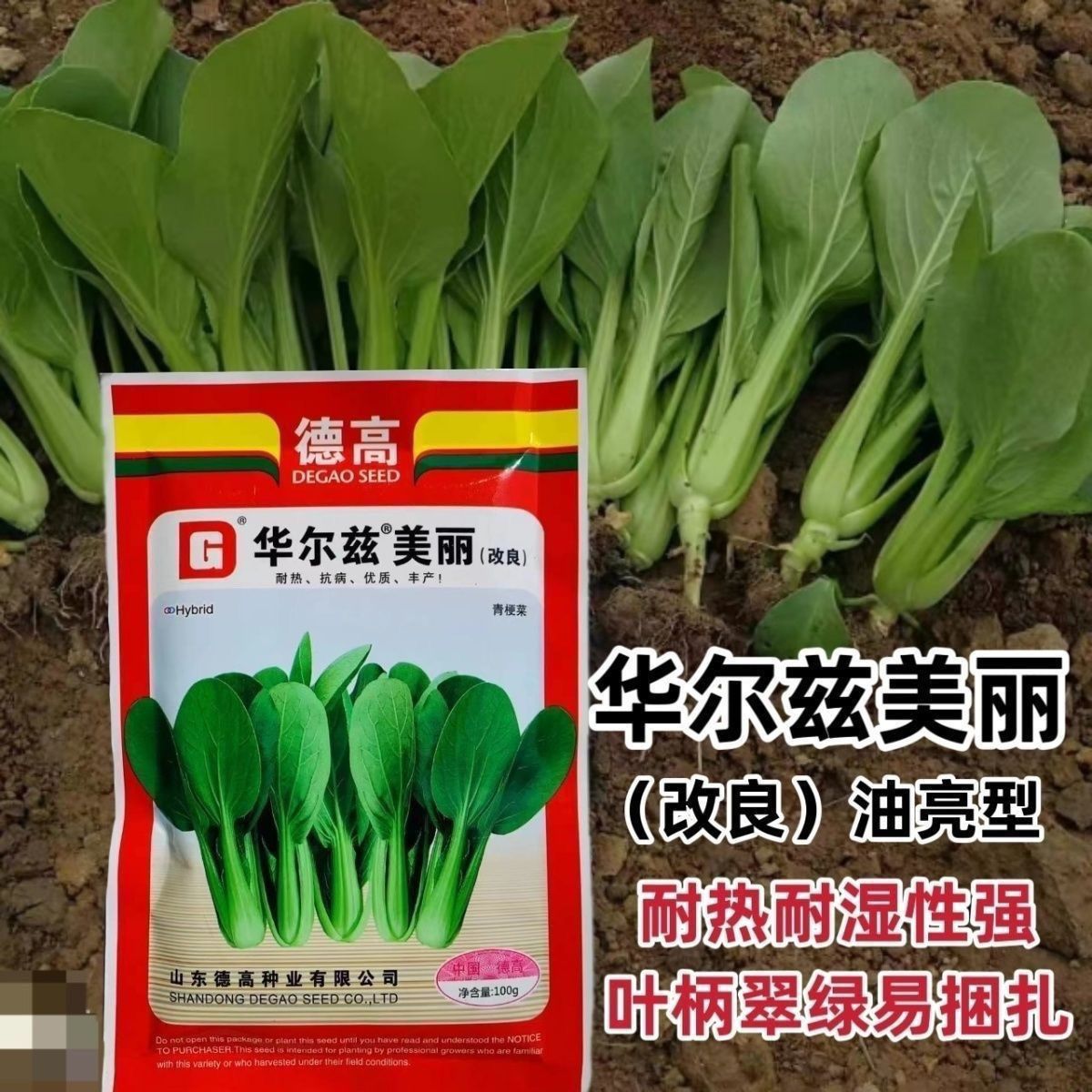 华尔兹美丽青梗菜种子农家菜园耐热抗病优质小青菜种籽四季蔬菜子