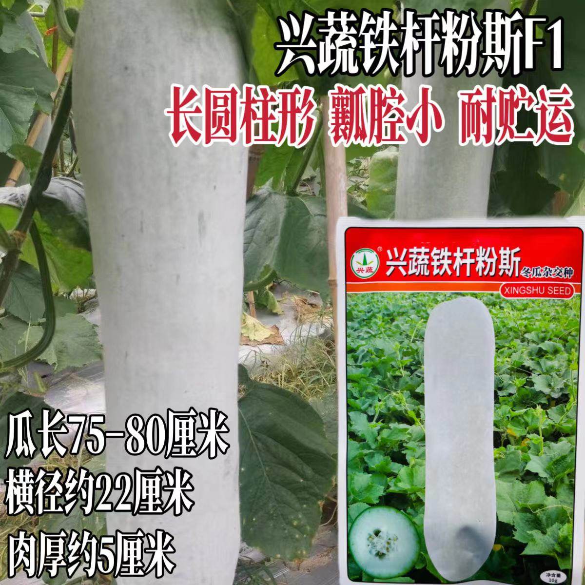铁杆粉斯杂交白皮冬瓜种子肉厚腔小产量耐贮粉皮冬瓜种籽孑