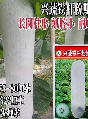 铁杆粉斯杂交白皮冬瓜种子肉厚腔小产量耐贮粉皮冬瓜种籽孑
