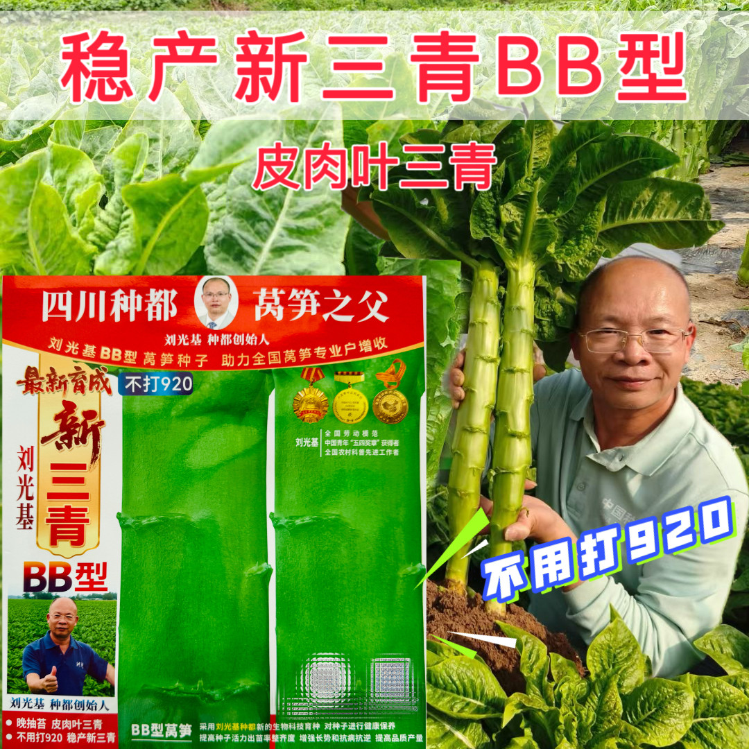 精品新三青莴笋种子青皮青肉莴苣种籽高产耐热耐寒春秋播蔬菜种孑