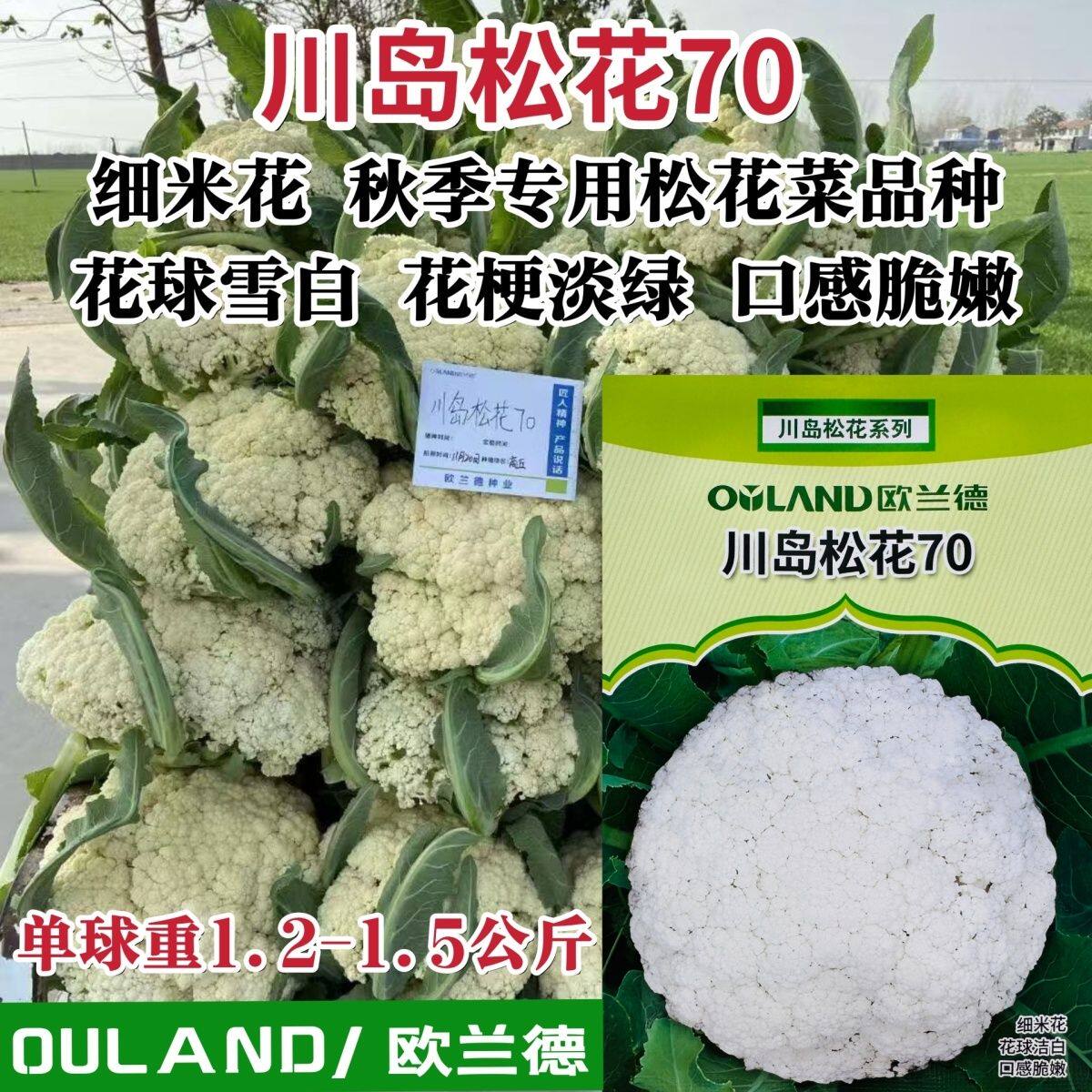 白花菜种子川岛松花70天松花菜种子秋季专用花球洁白花椰菜种籽孑