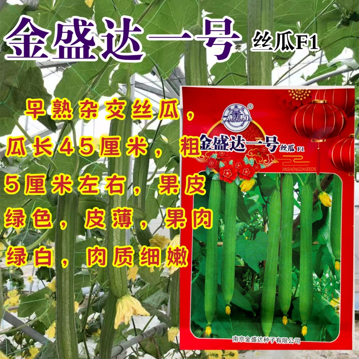 金盛达1号丝瓜种子香嫩丝瓜种子皮薄肉嫩节节瓜庭院种植蔬菜种子
