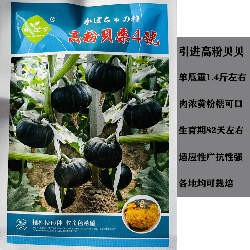 黑贝贝南瓜种子粉糯香甜高产抗病