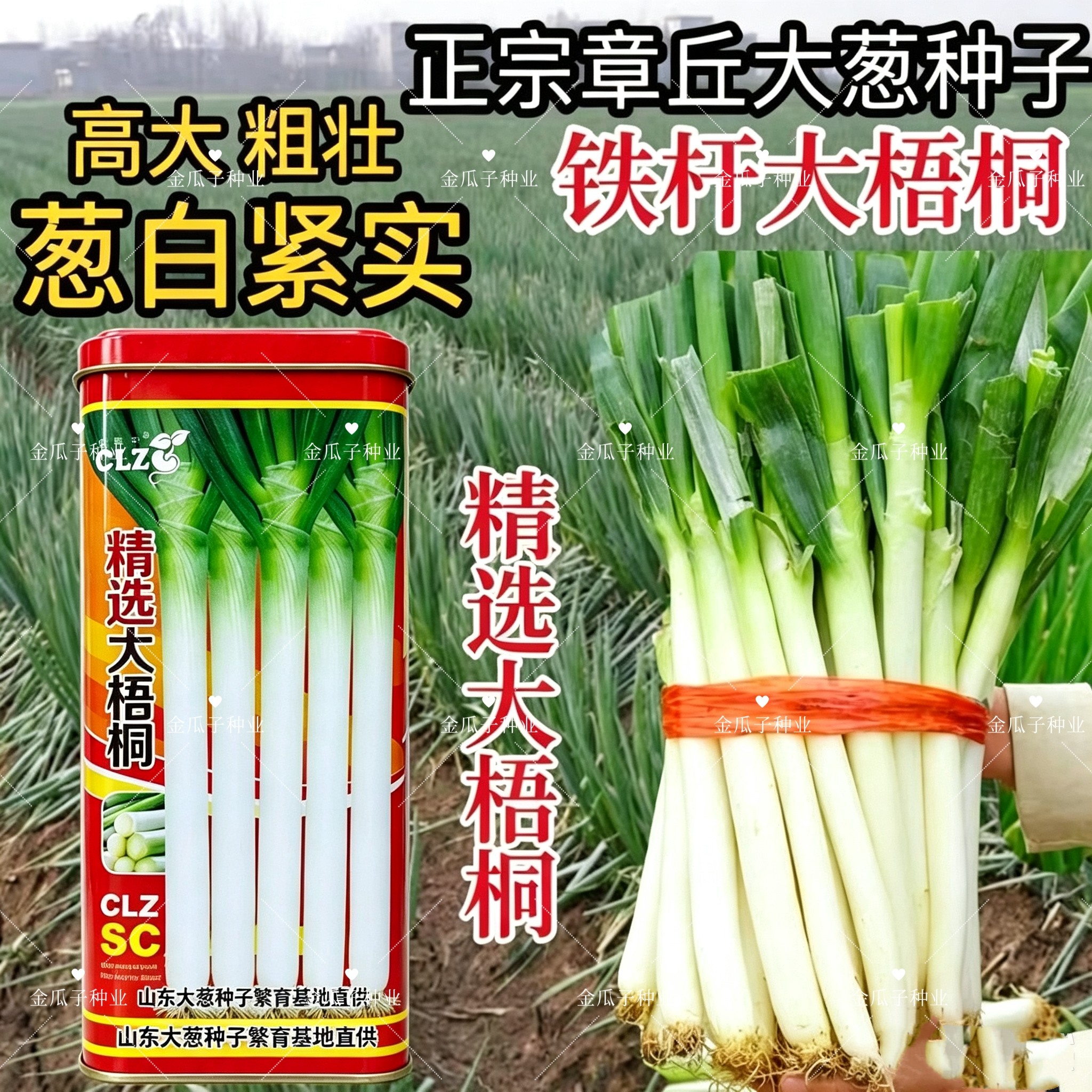 精选大梧桐山东大葱种子叶浓绿有腊粉葱白洁白紧实有光泽耐寒抗病