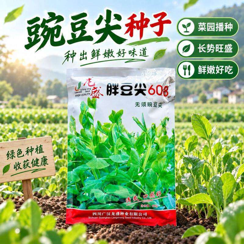 龙盛 胖豆尖608无须豌豆尖 清爽口感好 耐寒抗病长势迅速适应强