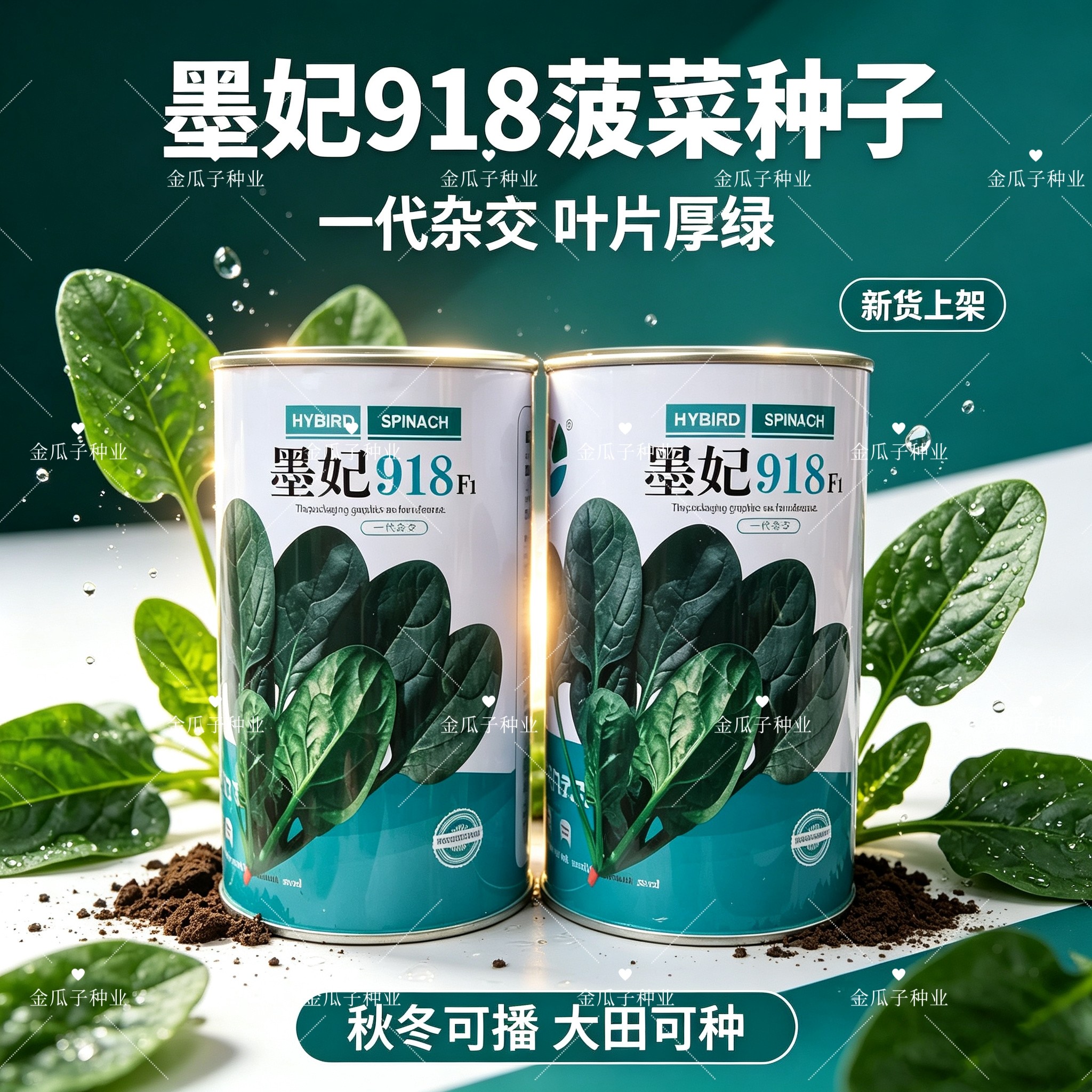 墨妃918菠菜种子中熟品种叶色深绿绿叶片有光泽平展叶肉厚抗病