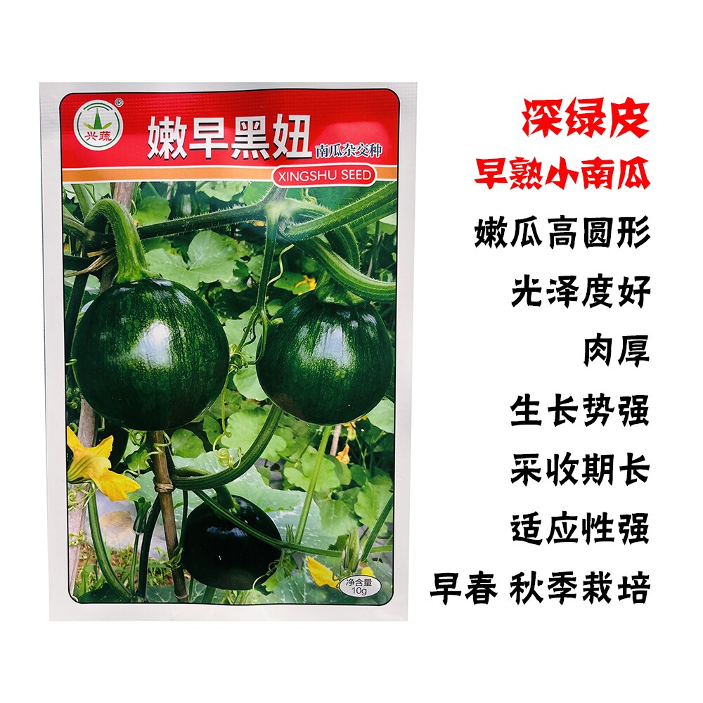 嫩早黑妞小圆南瓜种子耐储运采收期长春秋播种耐寒基地青皮一串铃