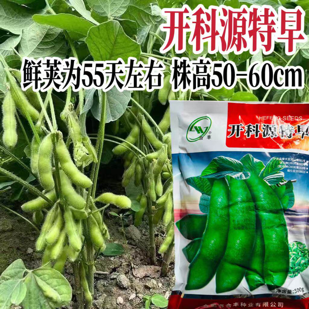 开科源特早熟鲜食毛豆种子高产甜糯大豆黄豆荚四季大粒蔬菜种子