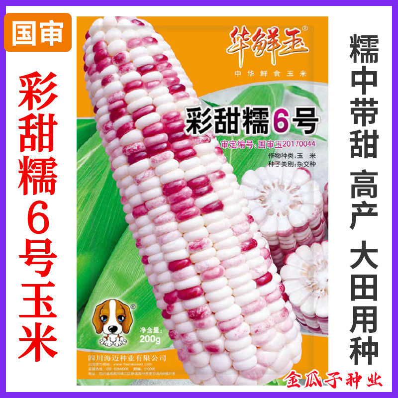 彩甜糯6号花糯玉米早熟抗倒抗病