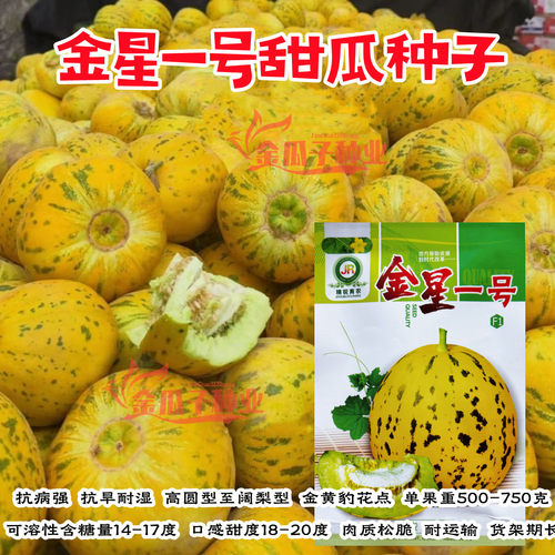 金星一号甜瓜薄皮抗病高产高糖
