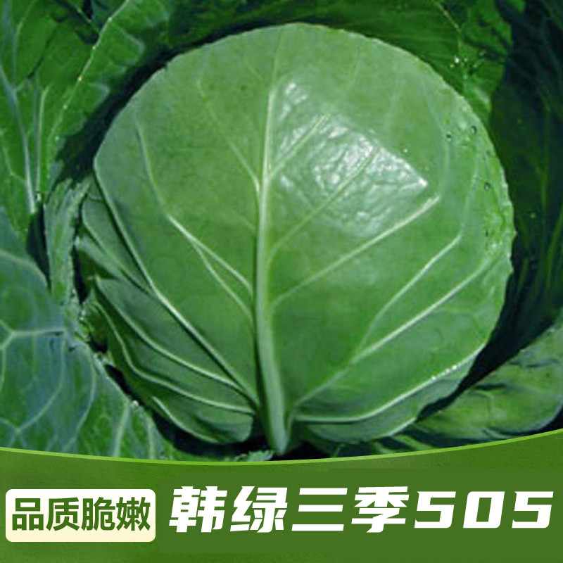 韩绿三季505甘蓝种子春季夏季秋季播结球包卷心菜抗病甘蓝种籽孑