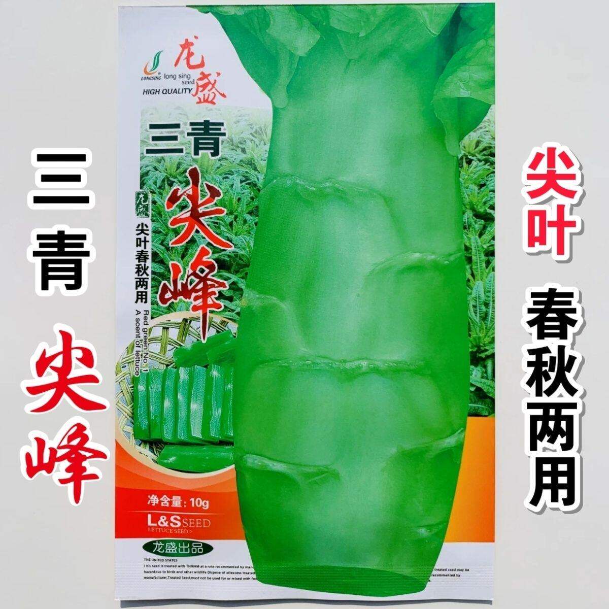 三青尖峰青莴笋种子超大号青皮青肉青叶晚秋早春栽培尖叶香莴笋籽