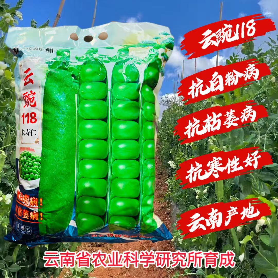 云豌118长寿仁豌豆种子白花绿荚味甜抗白粉病大荚豌豆基地种子籽