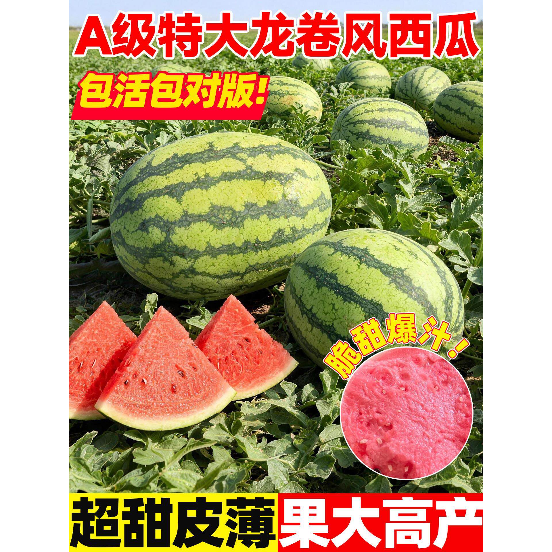 A级特大龙卷风 高产抗病 糖度高 口感好 品质优 正品优质西瓜种子