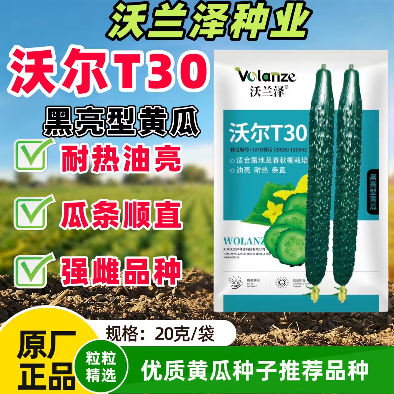 沃兰泽沃尔T30黄瓜种子杂交籽中熟强雌型瓜皮深绿色刺白色黄瓜种