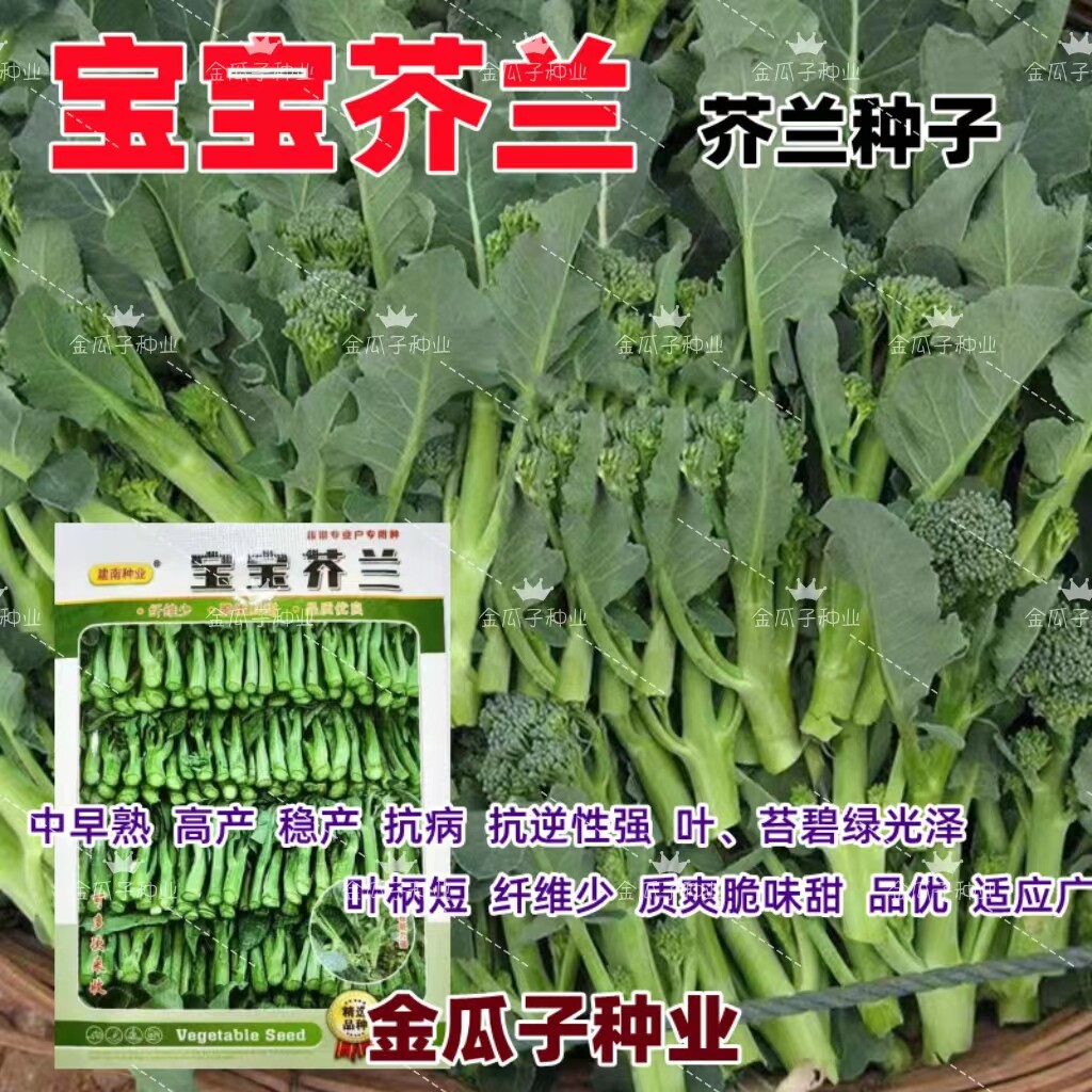 芥兰菜种籽广东四季高产宝宝芥蓝菜籽种盆栽青菜农家蔬菜种孑种子