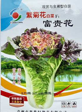 紫菊花白菜种子富贵花紫心白菜早熟芙蓉花高花青素秋季播蔬菜种籽