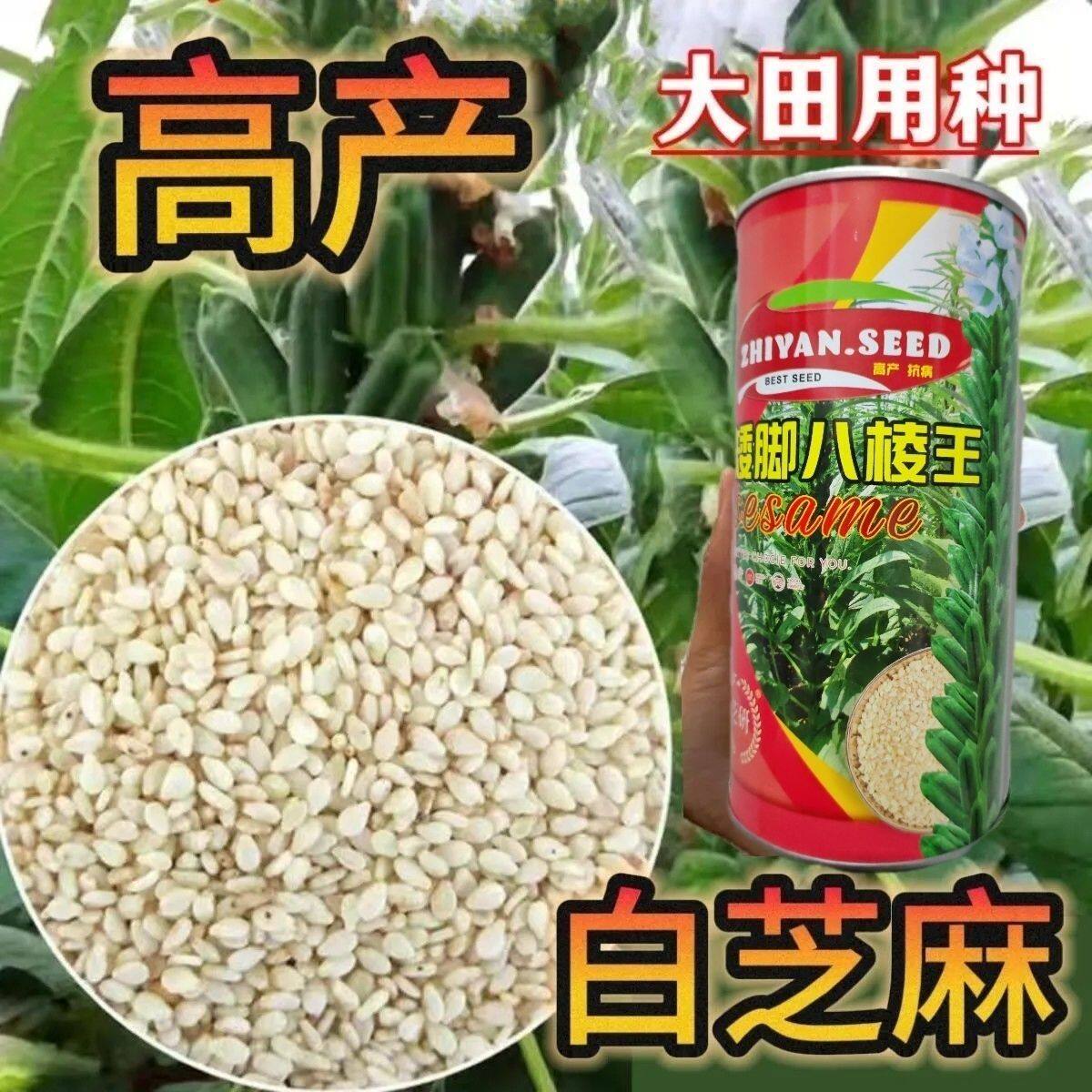 高产白芝麻种子矮脚八棱王矮杆芝麻种籽大田罐装耐热抗旱种子