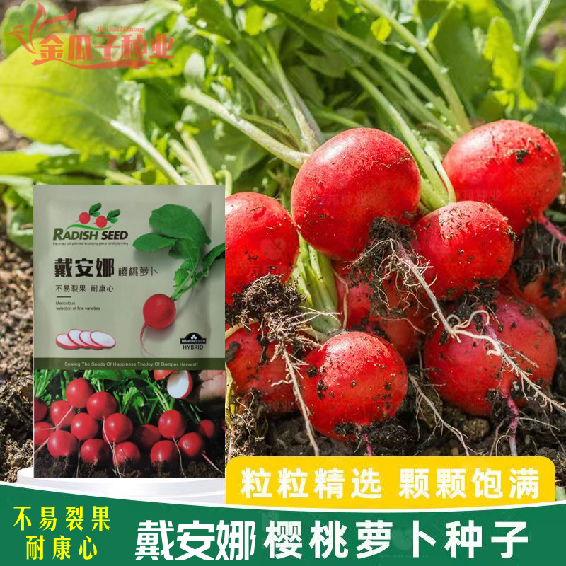 戴安娜樱桃萝卜种子早熟迷你小萝卜种籽阳台盆栽四季水果蔬菜孑