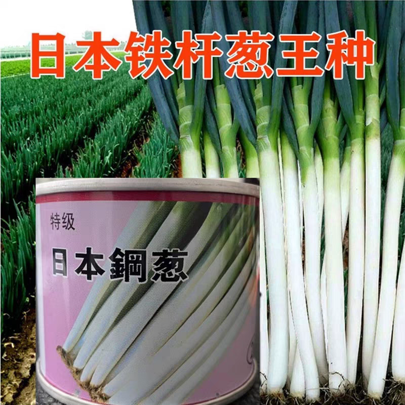 日本铁杆葱王大葱葱种种子 铁杆大葱 葱白紧实产量高蔬菜种子
