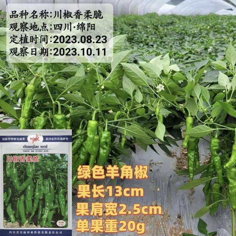 川椒香柔脆羊角椒种子抗病早熟薄皮清香一代杂交辣椒种籽春秋季播