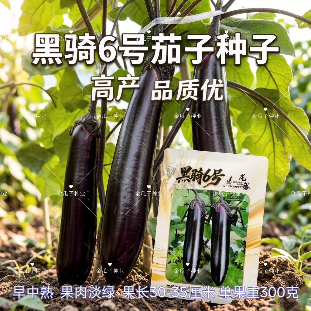 黑骑6号茄子种子中熟长棒茄春夏秋黑丽长黑油亮长茄长野黑美