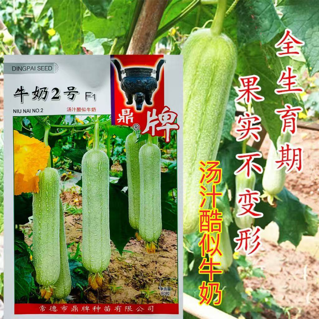 鼎牌牛奶2号白皮丝瓜种子 早熟高产牛奶丝瓜种子油丝瓜肉丝瓜种子